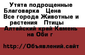 Утята подрощенные Благоварка › Цена ­ 100 - Все города Животные и растения » Птицы   . Алтайский край,Камень-на-Оби г.
